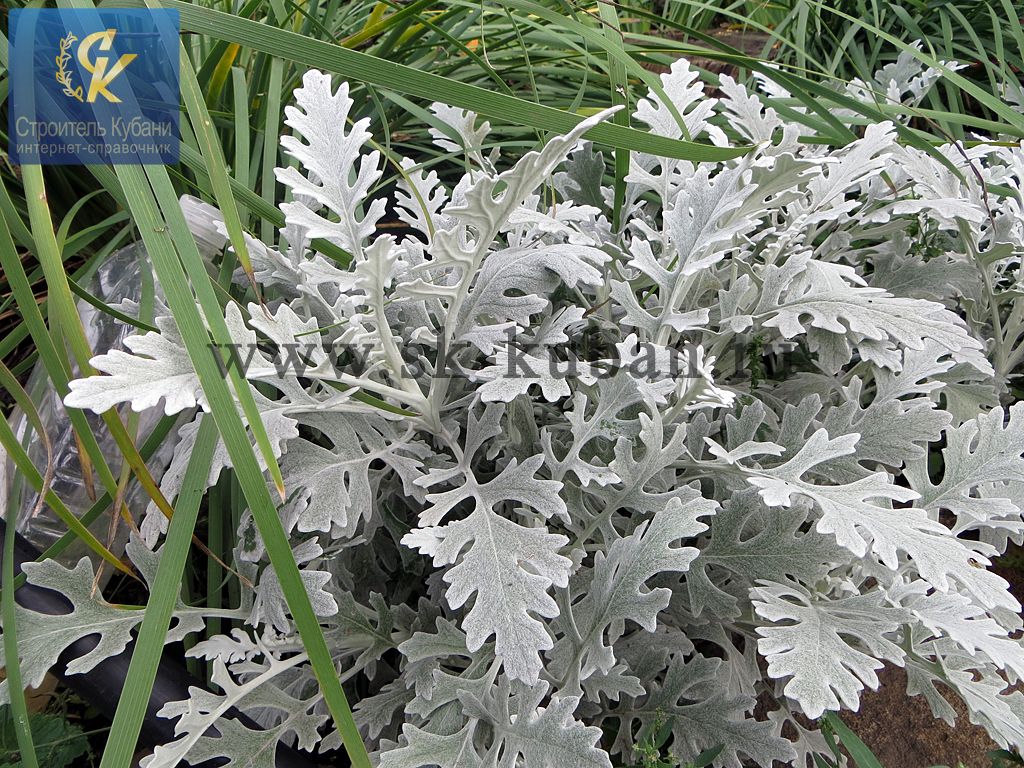 Цветы с серебристой листвой фото и названия